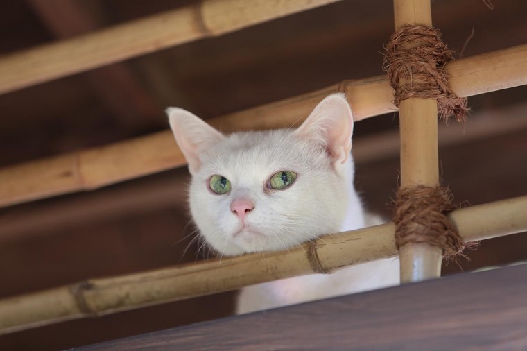 ドラマ 猫侍 玉之丞、江戸へ行く