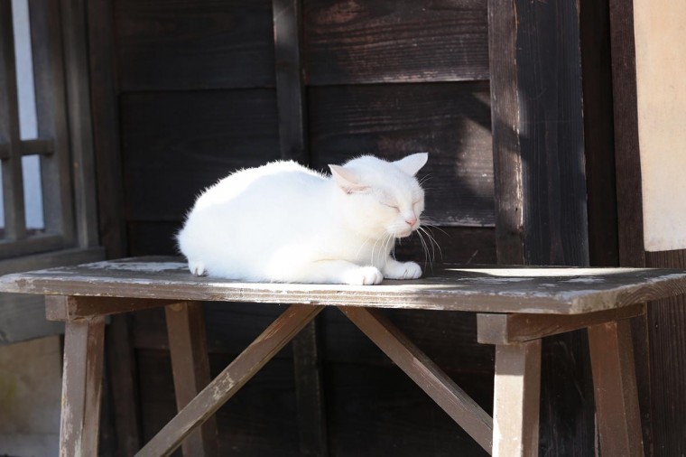 ドラマ 猫侍 玉之丞、江戸へ行く