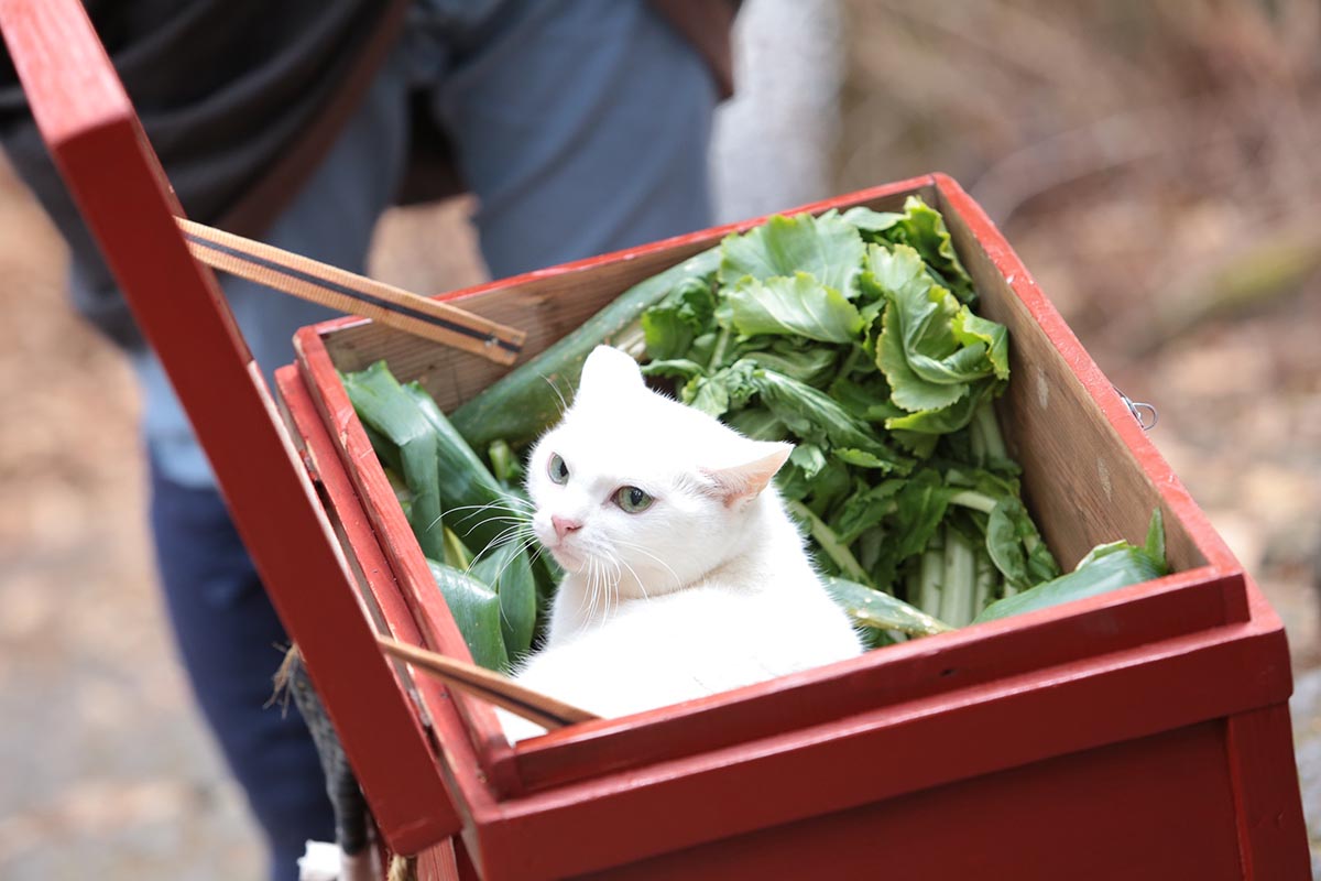 玉之丞の写真たっぷり公開にゃー 猫の日記念 猫侍 最新主題歌のmv解禁 Cinemas Plus