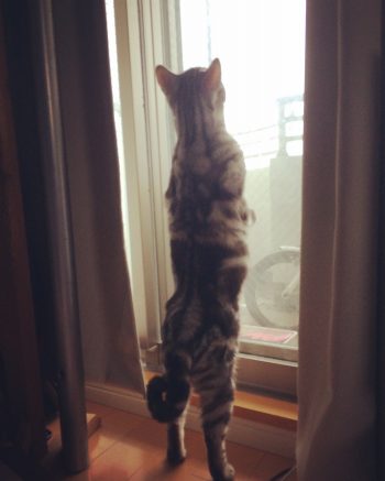 猫1