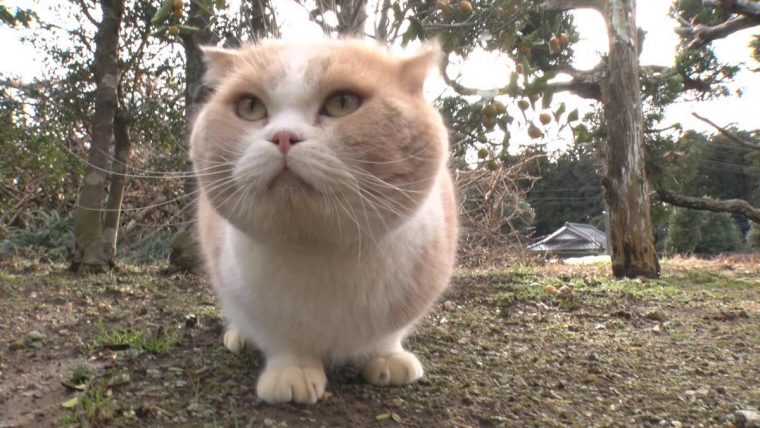 ねこあつめ 秘蔵写真63