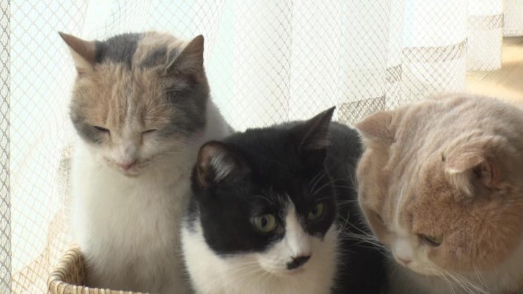 ねこあつめ 秘蔵写真16