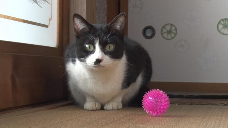 ねこあつめ 秘蔵写真71
