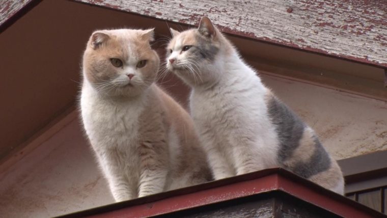 ねこあつめ 秘蔵写真57