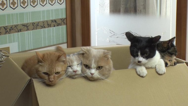 ねこあつめ 秘蔵写真84