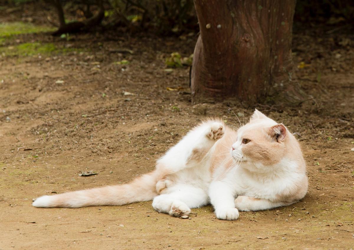 やっぱり猫は好き 映画 ねこあつめの家 主題歌mv Cinemas Plus